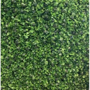 Ficus